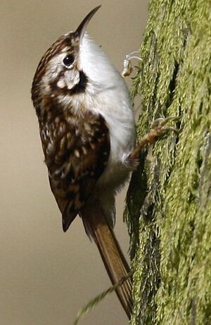 Eurasian Treecreeper