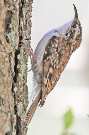 Eurasian Treecreeper