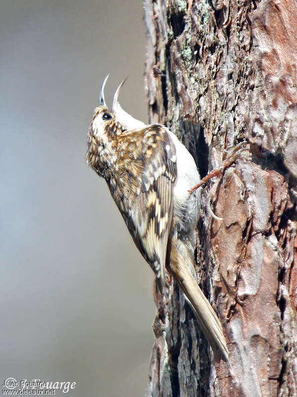 Eurasian Treecreeper male adult, identification