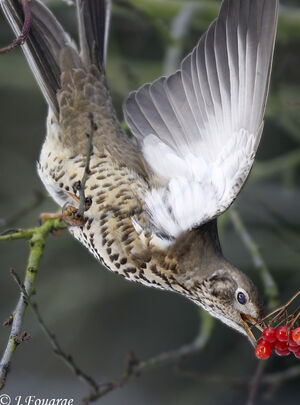 Grive draine 
&copy; Jules Fouarge