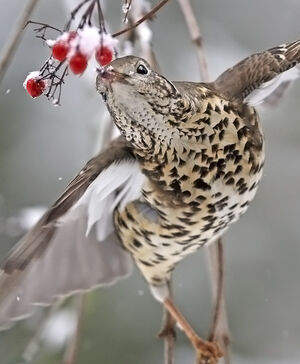 Grive draine 
&copy; Jules Fouarge