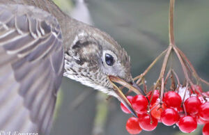 Mistle Thrush