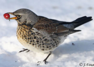 Fieldfare