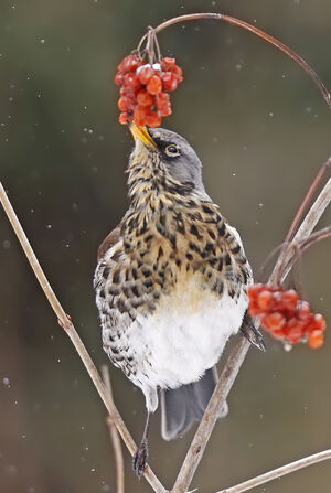 Fieldfare