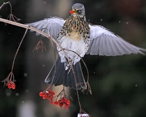 Fieldfare
