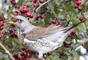 Fieldfare