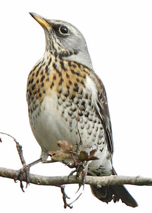 Fieldfare