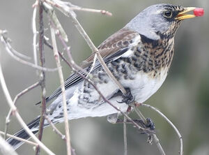 Fieldfare