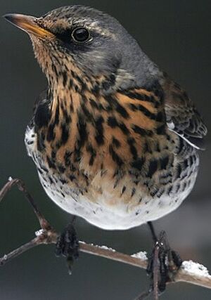 Fieldfare