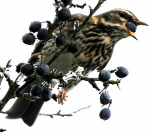 Redwing 
&copy; Jules Fouarge
