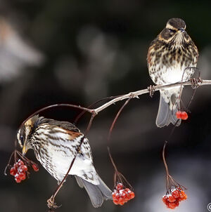 Redwing 
&copy; Jules Fouarge