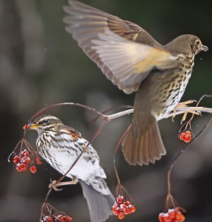 Redwing 
&copy; Jules Fouarge