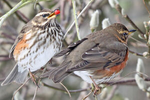 Redwing 
&copy; Jules Fouarge