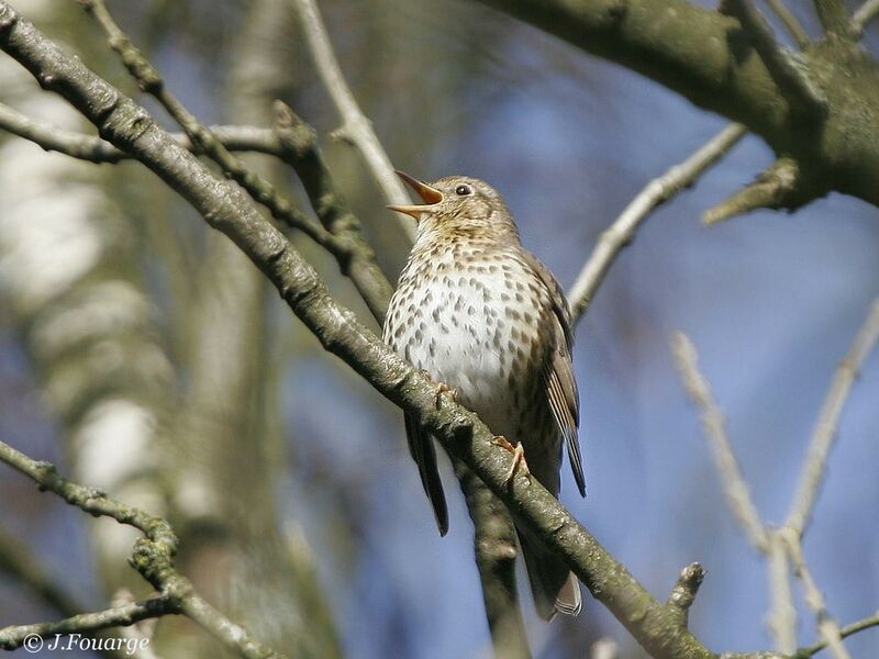 Song Thrush male adult