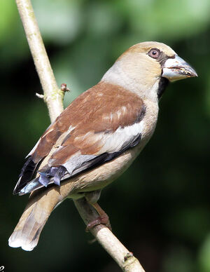 Hawfinch 
&copy; Jules Fouarge
