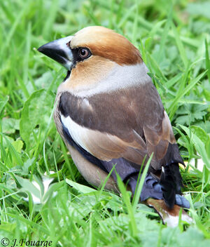 Hawfinch 
&copy; Jules Fouarge