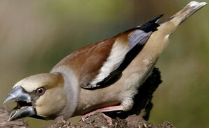 Hawfinch