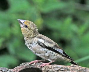 Hawfinch 
&copy; Jules Fouarge