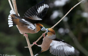 Hawfinch 
&copy; Jules Fouarge