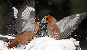 Hawfinch 
&copy; Jules Fouarge