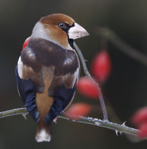 Hawfinch