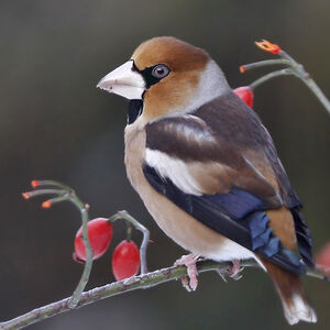 Hawfinch