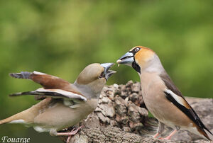 Hawfinch