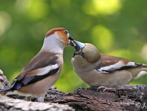 Hawfinch