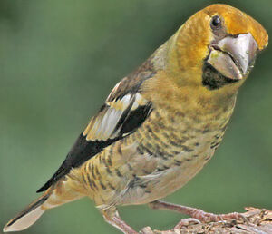 Hawfinch 
&copy; Jules Fouarge