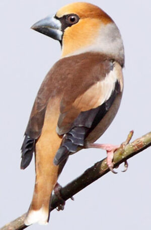 Hawfinch 
&copy; Jules Fouarge