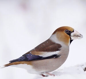 Hawfinch 
&copy; Jules Fouarge