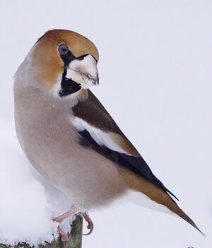 Hawfinch 
&copy; Jules Fouarge