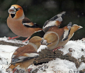 Hawfinch 
&copy; Jules Fouarge