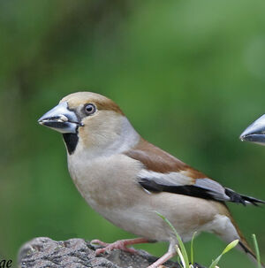 Hawfinch 
&copy; Jules Fouarge
