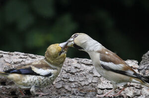 Hawfinch 
&copy; Jules Fouarge