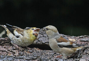 Hawfinch 
&copy; Jules Fouarge