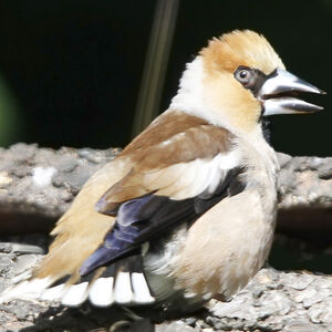 Hawfinch 
&copy; Jules Fouarge