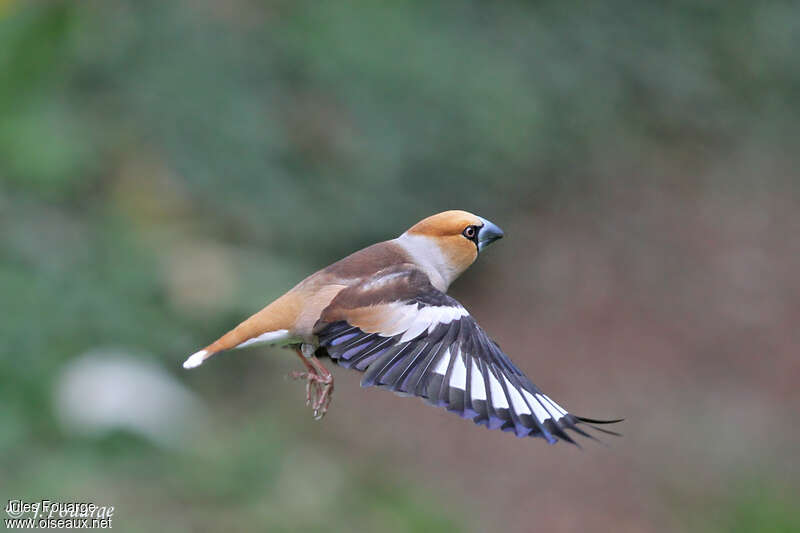 Hawfinch male adult breeding, pigmentation, Flight