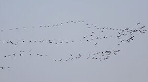 Common Crane