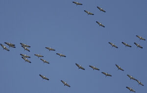Common Crane