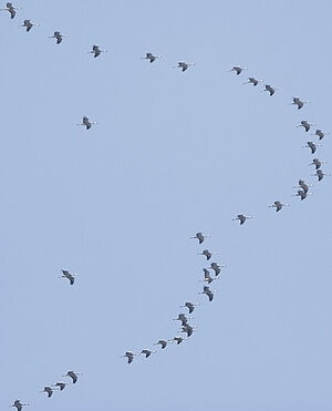 Common Crane