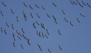 Common Crane