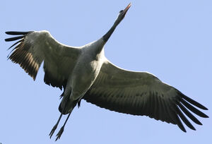 Grue cendr�e