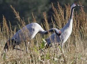 Common Crane