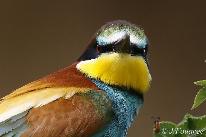 European Bee-eater male adult