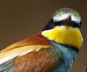 European Bee-eater