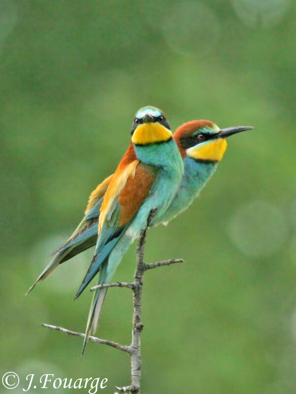 European Bee-eater, identification, Reproduction-nesting, Behaviour