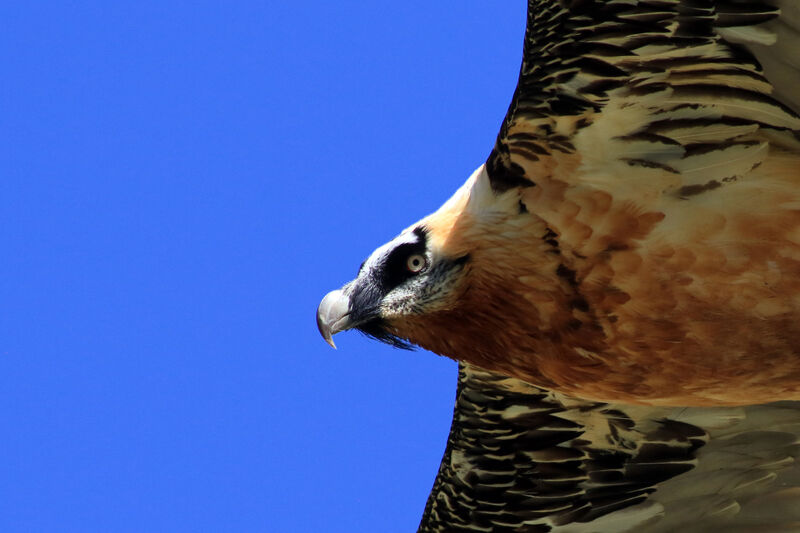 Bearded Vulture, close-up portrait, Flight