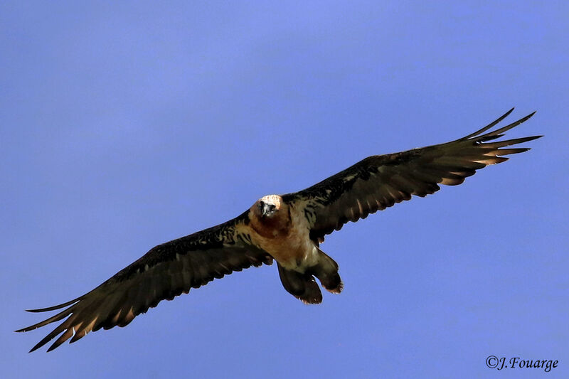 Bearded Vulture, moulting, Flight
