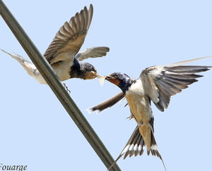 Hirondelle rustique 
&copy; Jules Fouarge